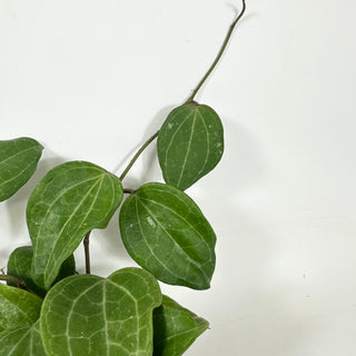 Hoya latifolia (Sarawak Cream) [#1952]