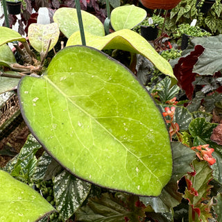 Hoya fuscomarginata