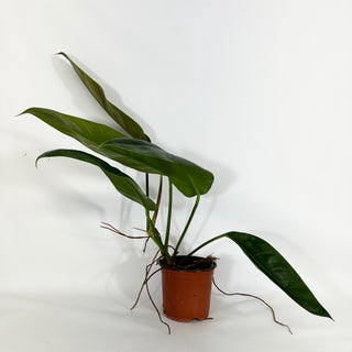 Z-4324 - Philodendron patriciae x ruizii **2nd Release**