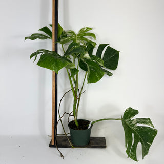 Monstera deliciosa var. borsigiana albo-variegata [#2091]