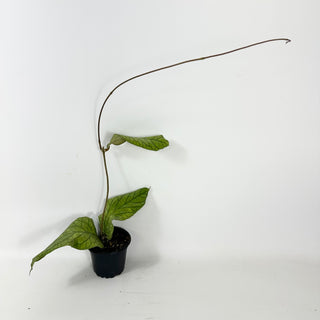 Hoya meredithii [#1722]