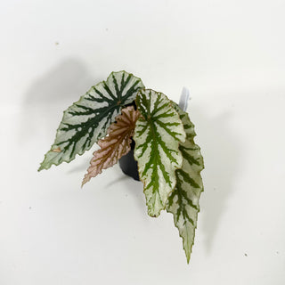 Begonia 'Silver Beauty' [#2095]