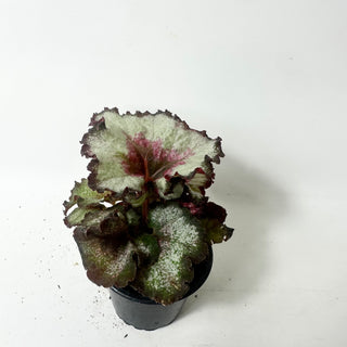 Begonia 'Maestro Miller' [#2014]