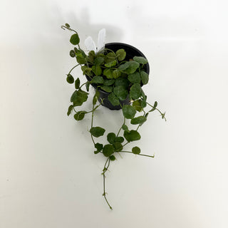 Dischidia imbricata [#2305]