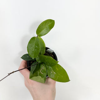 Hoya sp. Papua Skow [#1693]