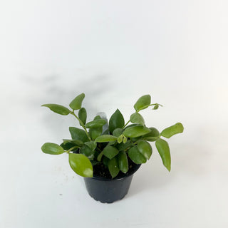 Hoya aeschynanthoides [#2423]