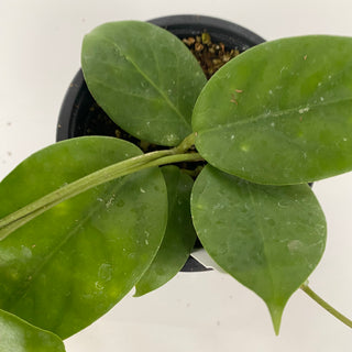 Hoya nervosa