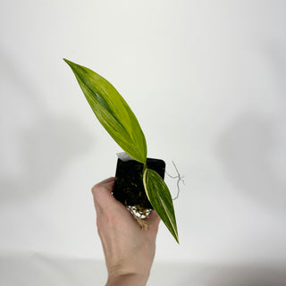 Z-4720 - Epipremnum amplissimum Variegata