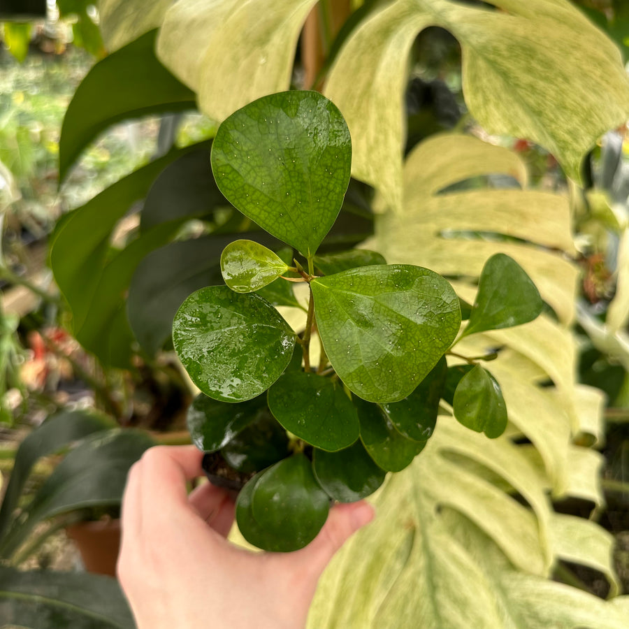 Mistletoe Fig (Ficus deltoidea) 3 Ficus deltoidea