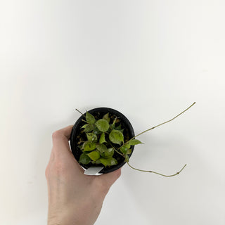 Hoya minutiflora [#1745]