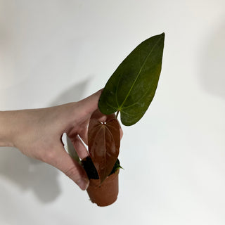 Anthurium 'Ace of Spades'/papillilaminum x self - Seedling [#1895]