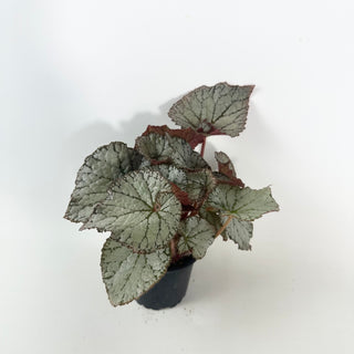 Begonia 'Desperado' [#2123]