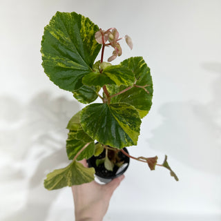 Begonia cucullata (variegated) [#1875]