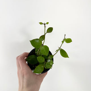 Hoya 'Chubby Bunny' (RHI 402) [#1809]