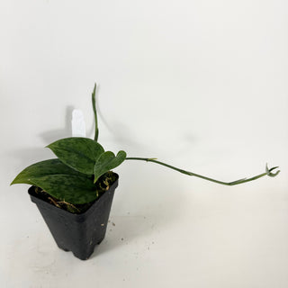 Z-5385 - Scindapsus pictus 'Green Army'