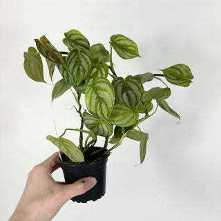 Z-4537 - Philodendron aff. brandtianum