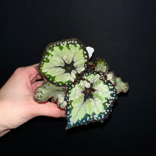 Begonia 'Dolce Vita' [#2100]