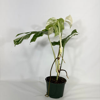 Monstera deliciosa var. borsigiana albo-variegata [#1311]