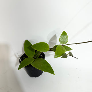 Hoya benchaii
