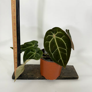 Anthurium 'Zara'/'Michele' x aff. besseae [#1347]