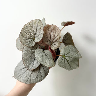 Begonia 'Rice Paper' [#2013]
