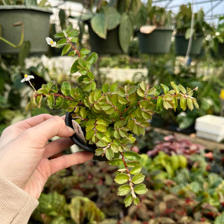 Begonia foliosa