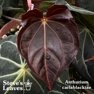 Anthurium carlablackiae x 'Delta Force' - Seedling [#1483]
