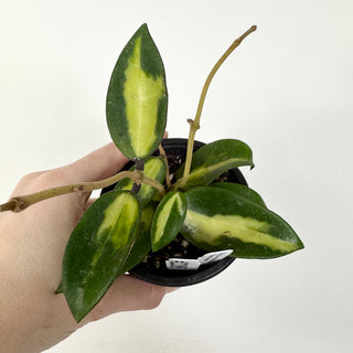 Hoya verticillata 'Suet Jade' [#2285]