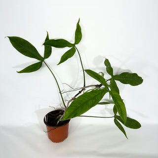 Philodendron micranthum (Non-TC) [#1541]