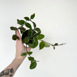 Hoya carnosa 'Purple Pride' [#2035]