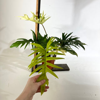 Philodendron 'Florida Beauty' x tortum [#1975]