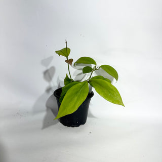 Hoya deleoniorum [#1945]