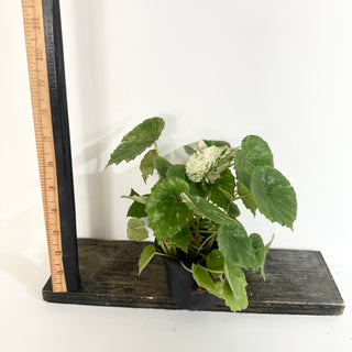 Begonia conchifolia var. rubrimacula variegata [#2020]