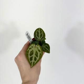 Anthurium 'Zara'/'Michelle' x 'Silver Blush' - Seedling [#1572]