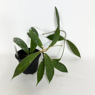 Hoya PMP 173-B [#2283]