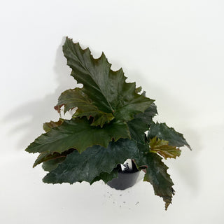 Begonia 'Peppermint Princess' [#2088]
