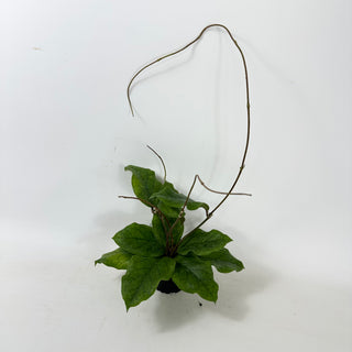 Hoya patcharawalai 029 [#1631]