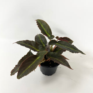 Begonia 'Magdalene Madsen' [#2489]