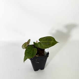 Anthurium SKG red crystallinum x 'Amelia's Delight' [#1671]