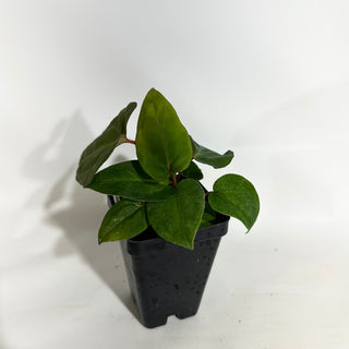 Anthurium 'Not The Mama'/forgetii x 'Amelia's Delight' [#1902]