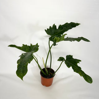 Z-4323 - Philodendron 'Mottled Dragon' (Non-TC)