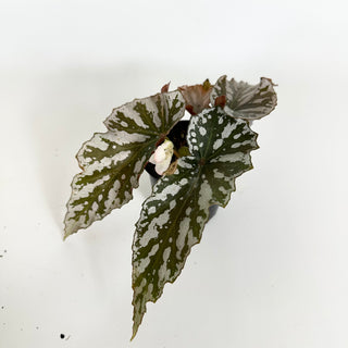 Begonia 'Silver Beauty' [#2312]