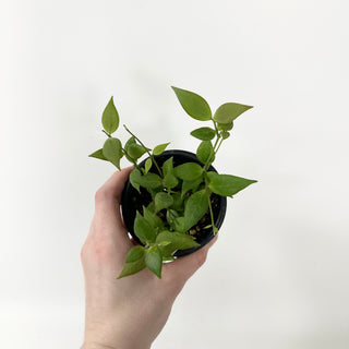 Hoya microstemma (NS11-145) [#1826]