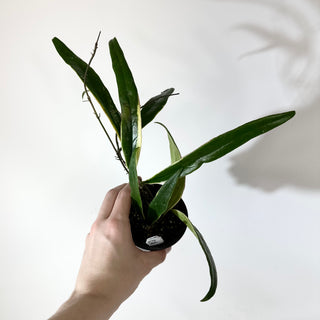 Hoya sulawesiana albo marginata [#2148]