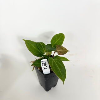 Anthurium 'Not The Mama' x Fairchild crystallinum [#2074]