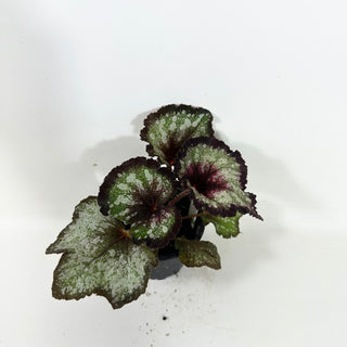 Begonia 'Steve Rosenbaum' [#2089]