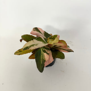 Z-5165 - Begonia ‘Withlacoochee’ (Variegated)