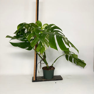 Z-5166 - Monstera deliciosa var. borsigiana albo-variegata