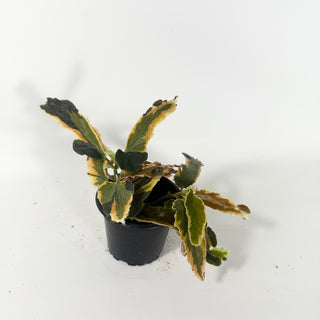 Begonia 'Dainty Spray' (Sport) [#2063]