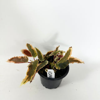 Begonia 'Dainty Spray' (Sport) [#2490]